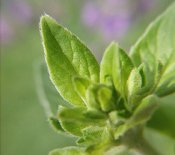 Marjoram in the Herbal Tea Garden